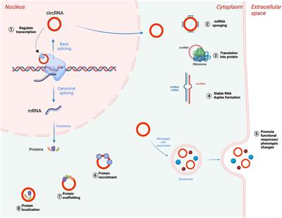 Role of circular RNAs in lung cancer